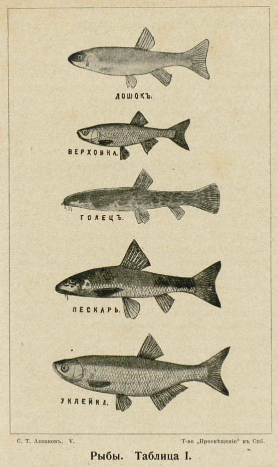 Иллюстрация к «Запискам об уженье рыбы» С.Т. Аксакова (Собр. соч., 1910, т. 5.)