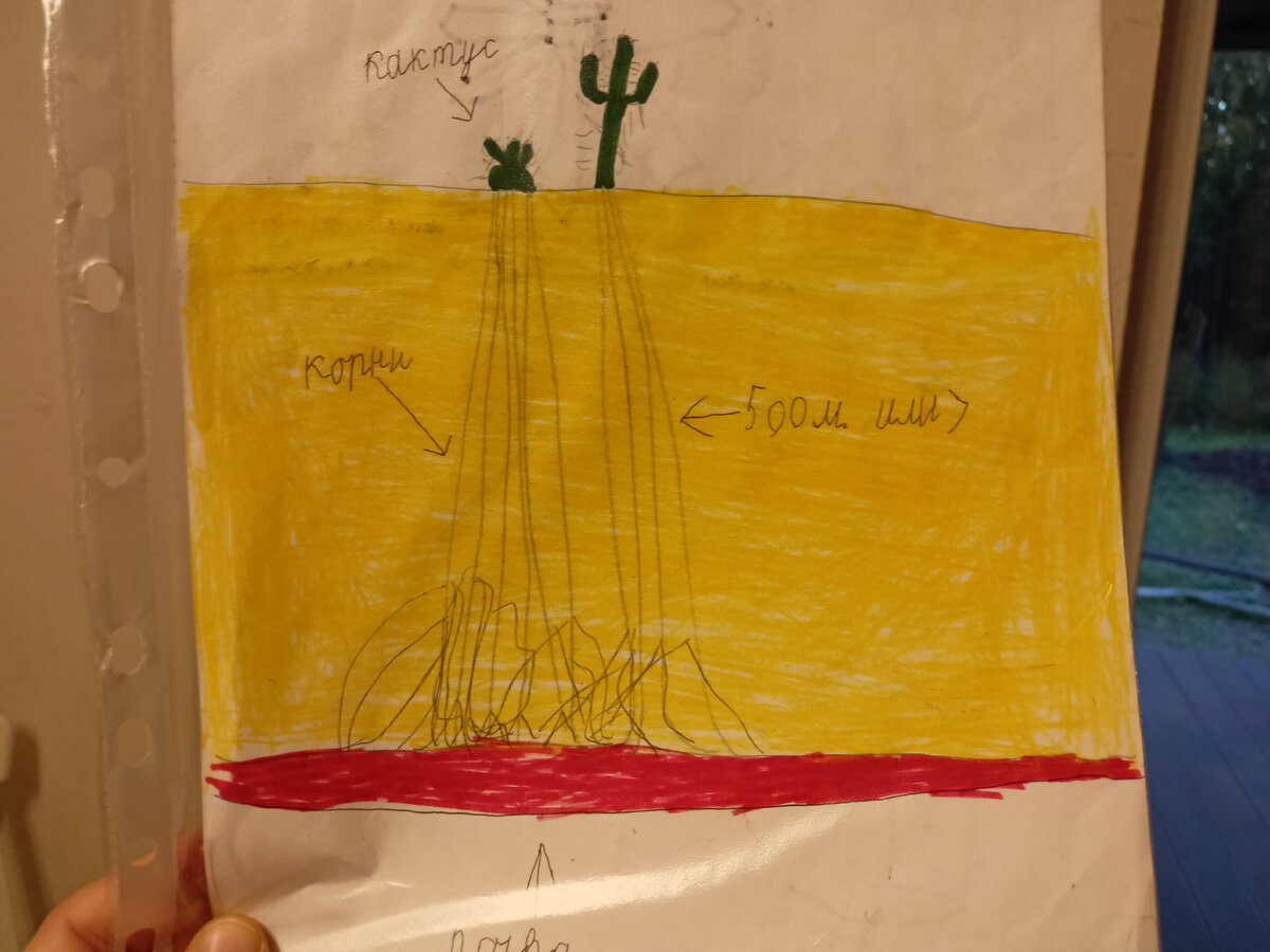 Проект кактуса. Максим, 2 класс