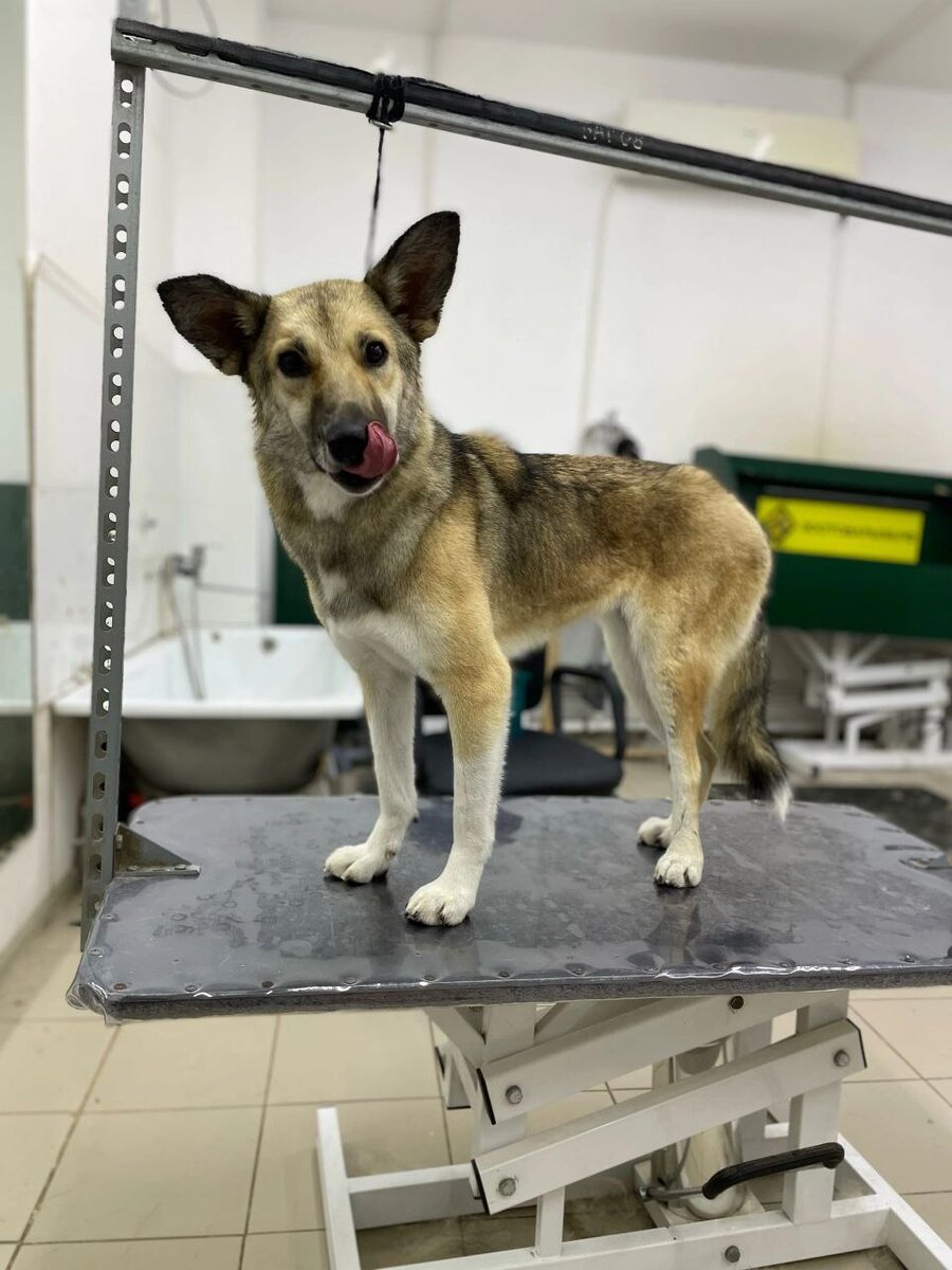 Привет,  это Корица. Её нашли сбитой автомобилем. Сделали операции. Выходили. И она теперь живёт на передержке. 