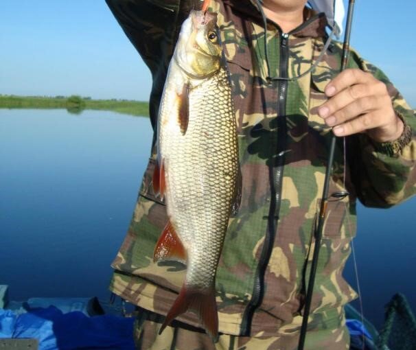 Фото" Лодочник". Подъязок на вращающуюся блесну