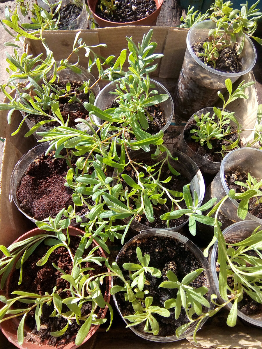 Маленькие лавандочки