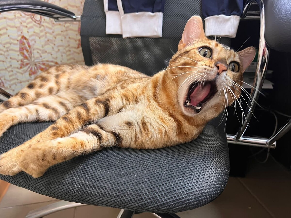 Амур и его первый день в приюте