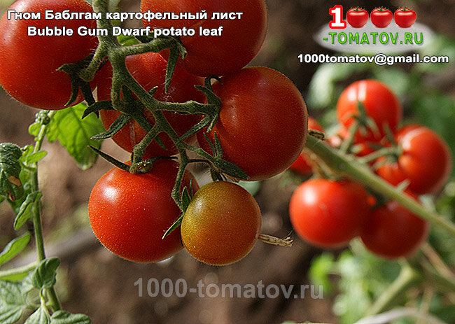 Томат Гном Баблгам картофельный лист Bubble Gum Dwarf potato leaf фото 1