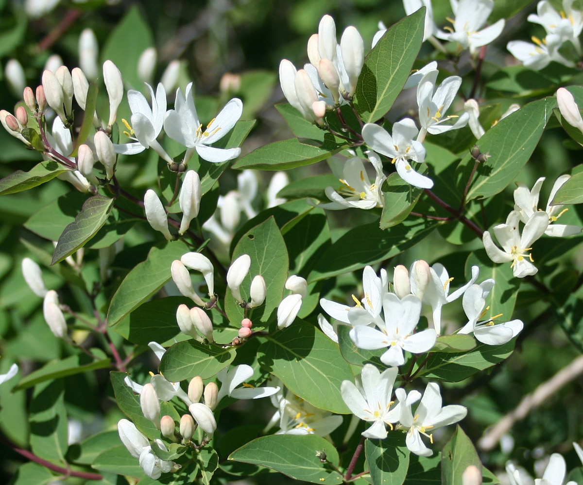 Жимолость Татарская grandiflora