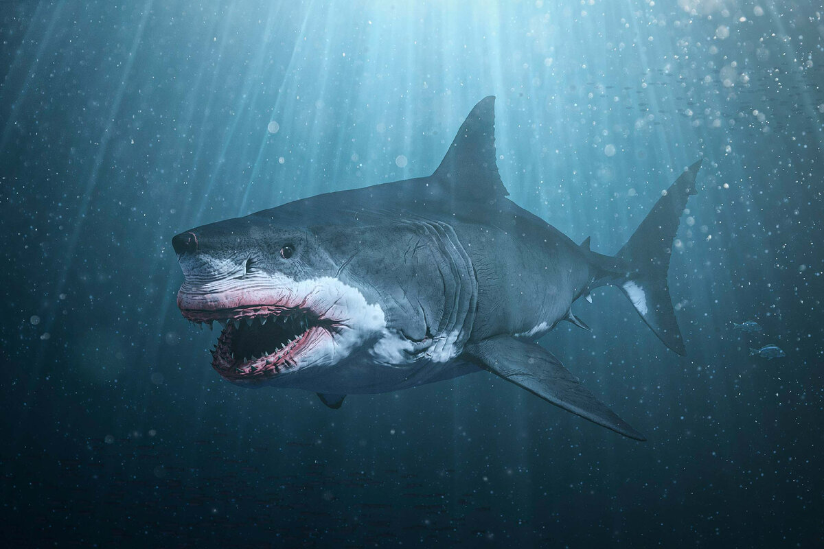 Мегалодон акула фото настоящие размеры