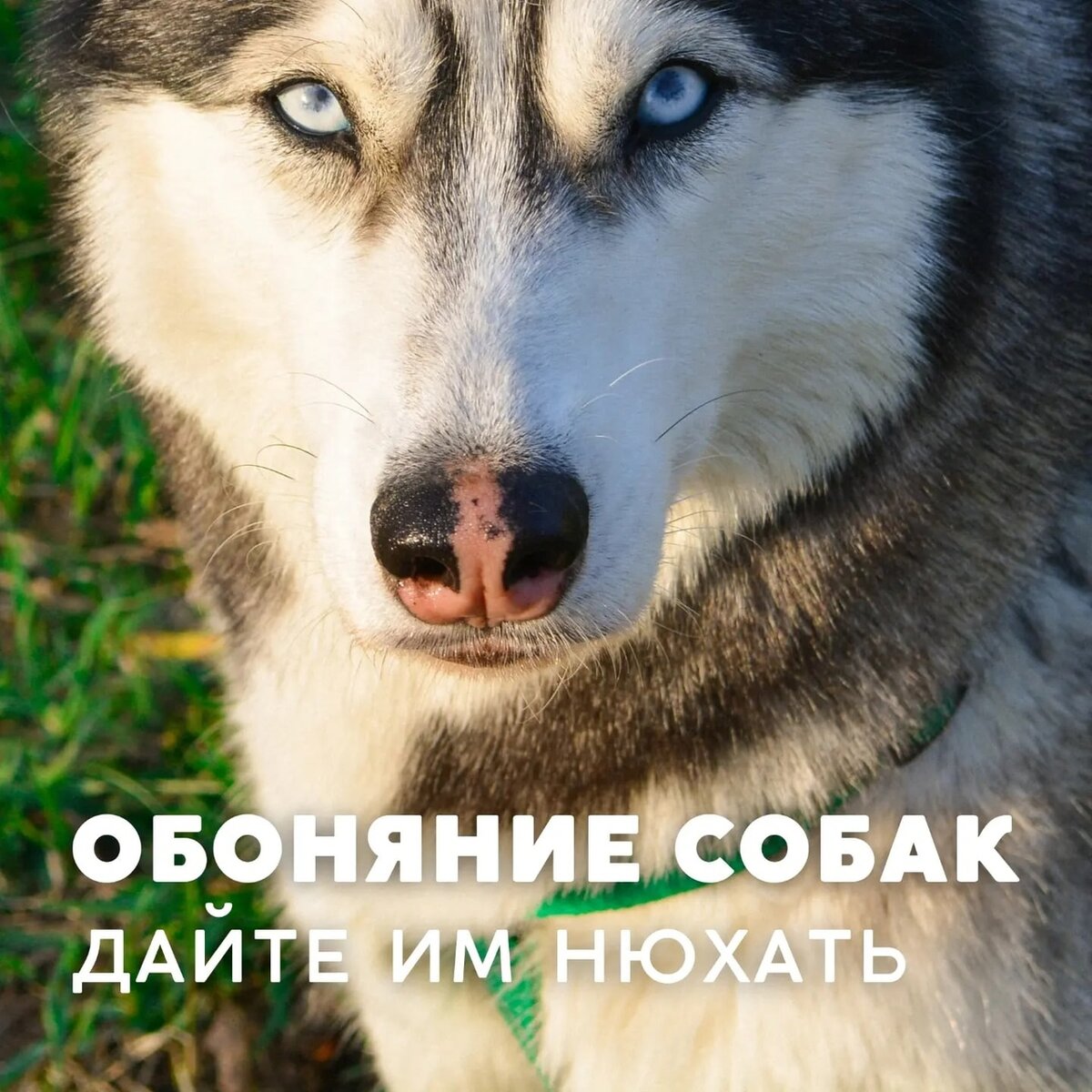 Почему так важно давать собакам нюхать? | Собачка головного мозга - Doggy  Brain | Дзен