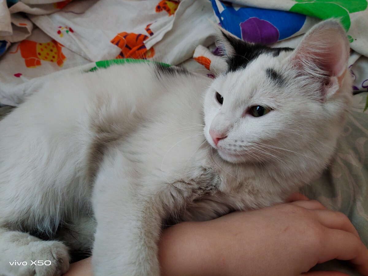 Вот она, поющее Дзюдовище.