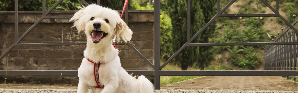 Собака лает