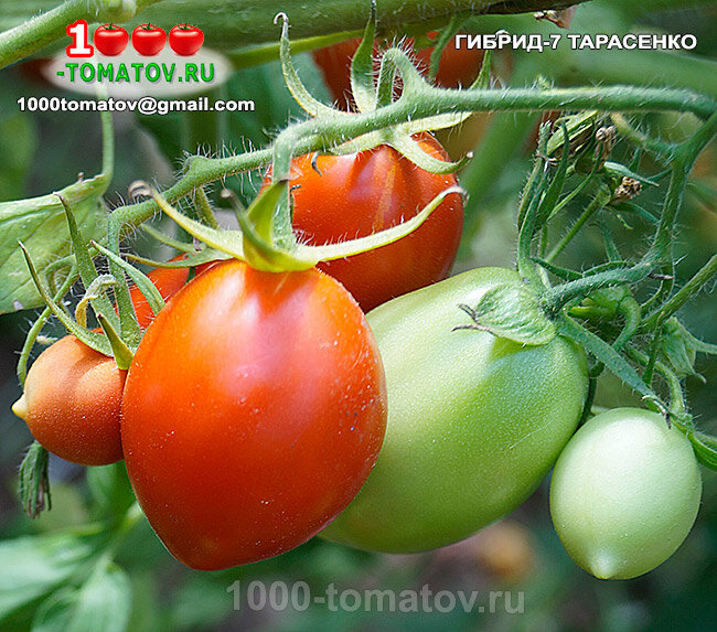 Томат Гибрид 7 Тарасенко фото 1