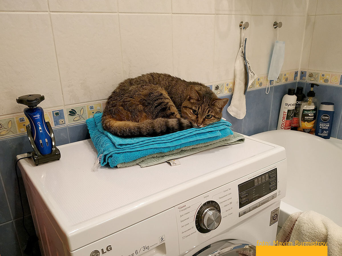 Сарка нашла себе место в ванной, правда, в ее глазах все еще чувствуется напряженность.