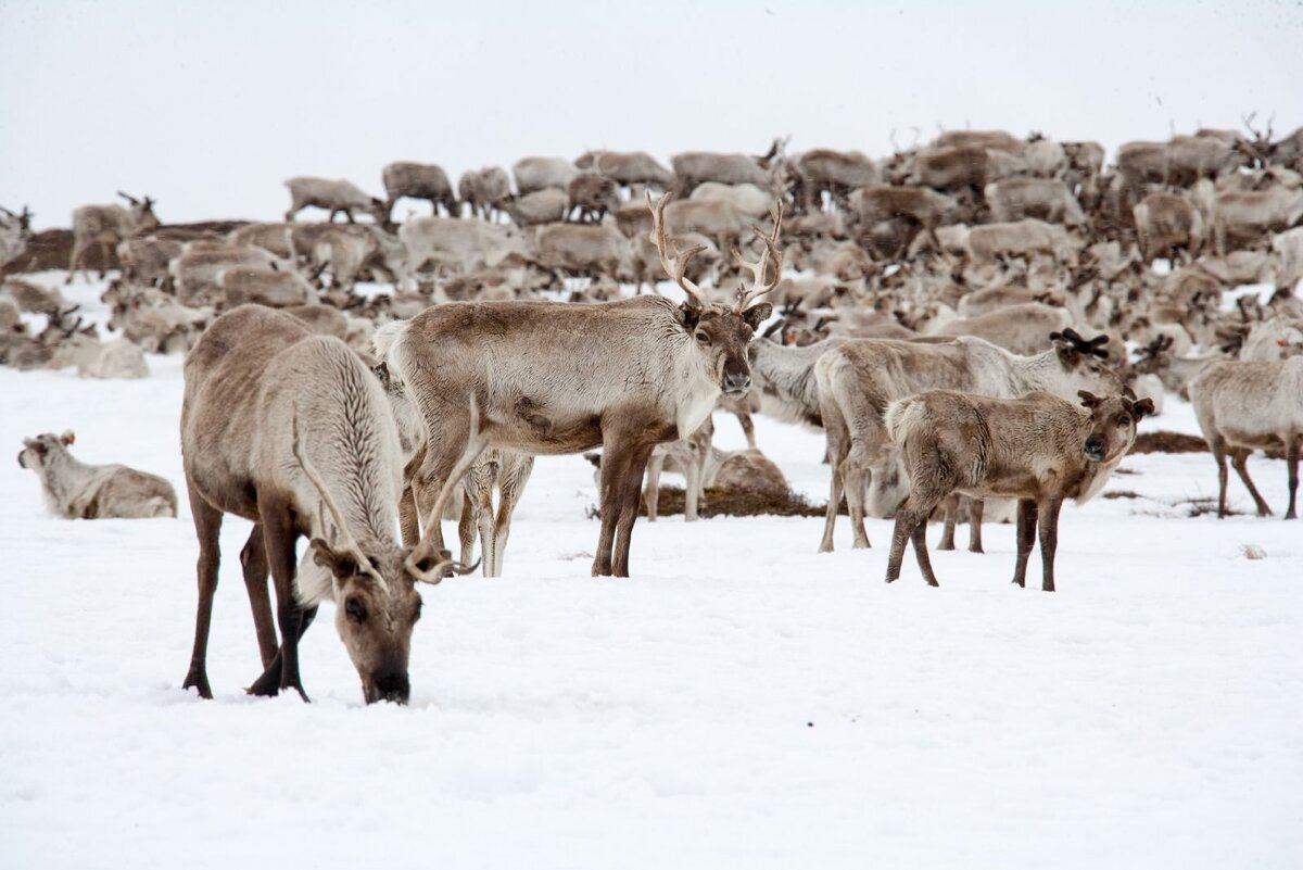 Оленеводство в норвегии. Олени бегут по кругу. Хоровод северных оленей. Сурикат. Снежок инопланетяне.