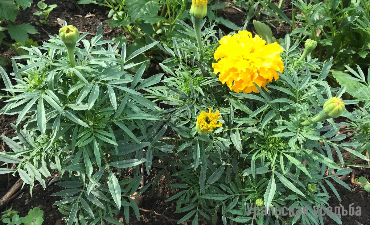 Вот в таком виде происходит высадка рассады в грунт (фото 2020 года)