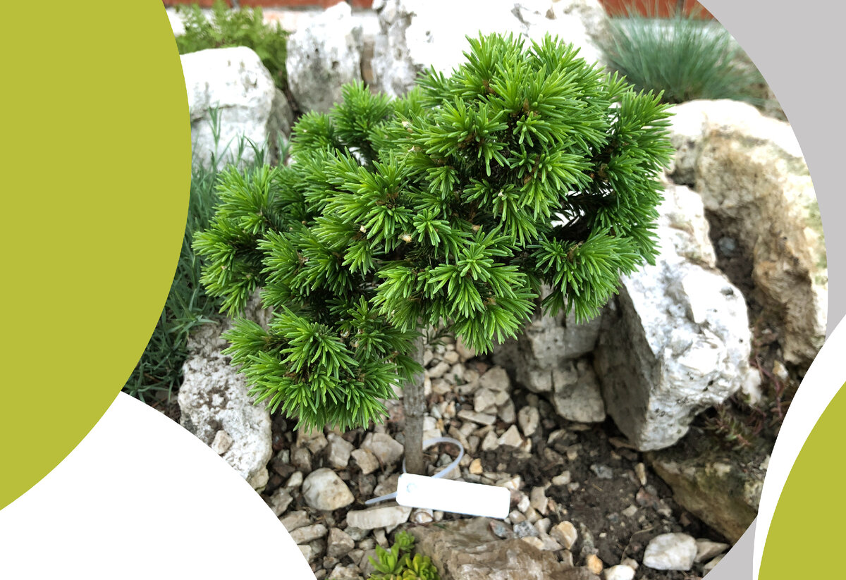 Picea obovata (ель сибирская) Kandinka