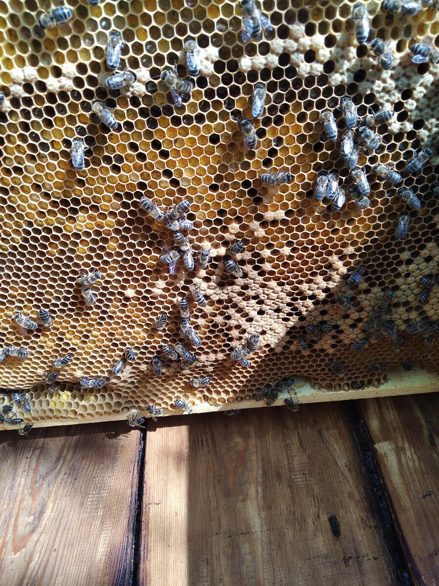 Весь сот забит пергой