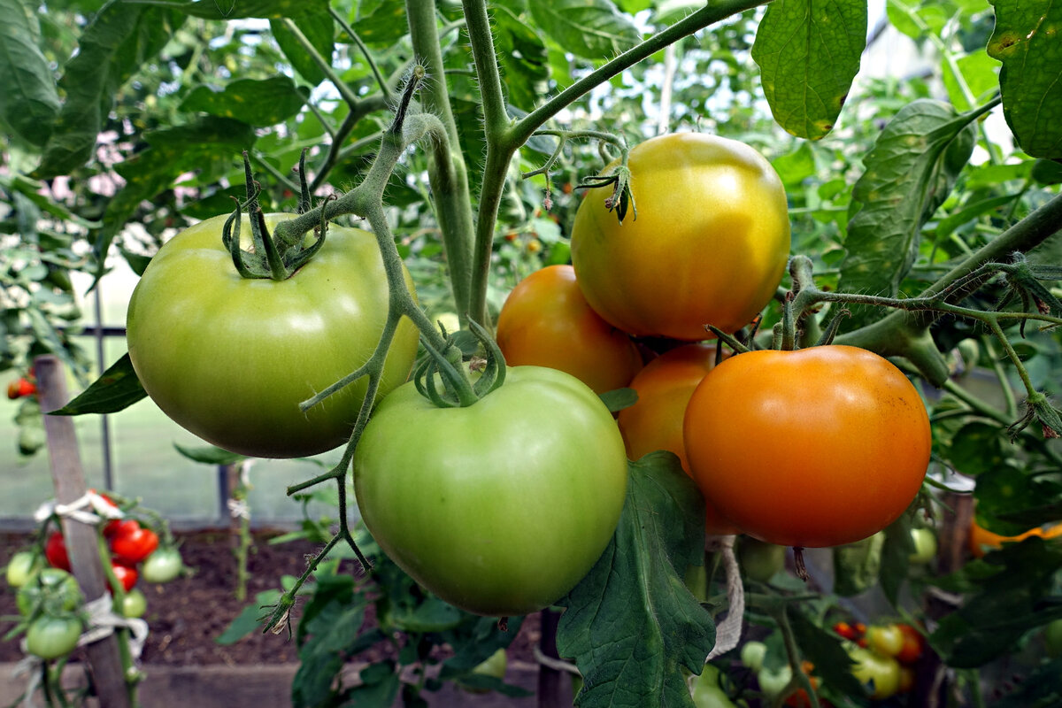 Почему не завязываются томаты: основные причины и решение проблемы
