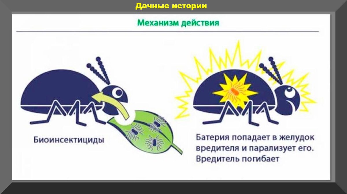 Защищаем участок от белокрылки, тли, муравьев, слизней, крестоцветной  блошки. Только биопрепараты: как и когда применять | Дачные истории | Дзен