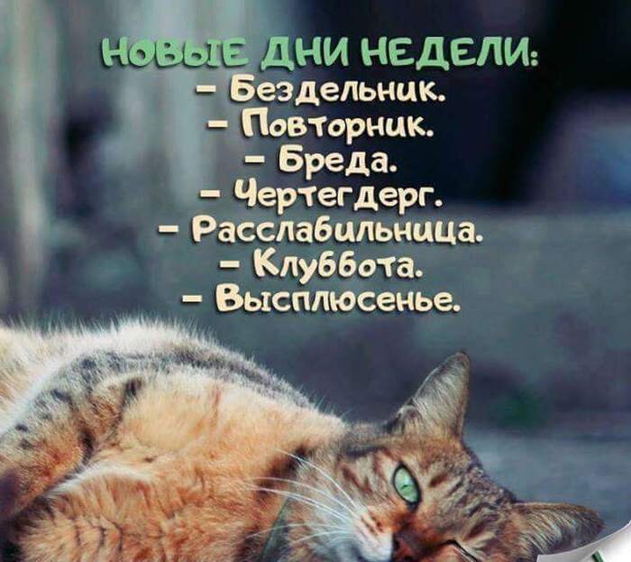 А вот что придумали коты...https://img1.liveinternet.ru
