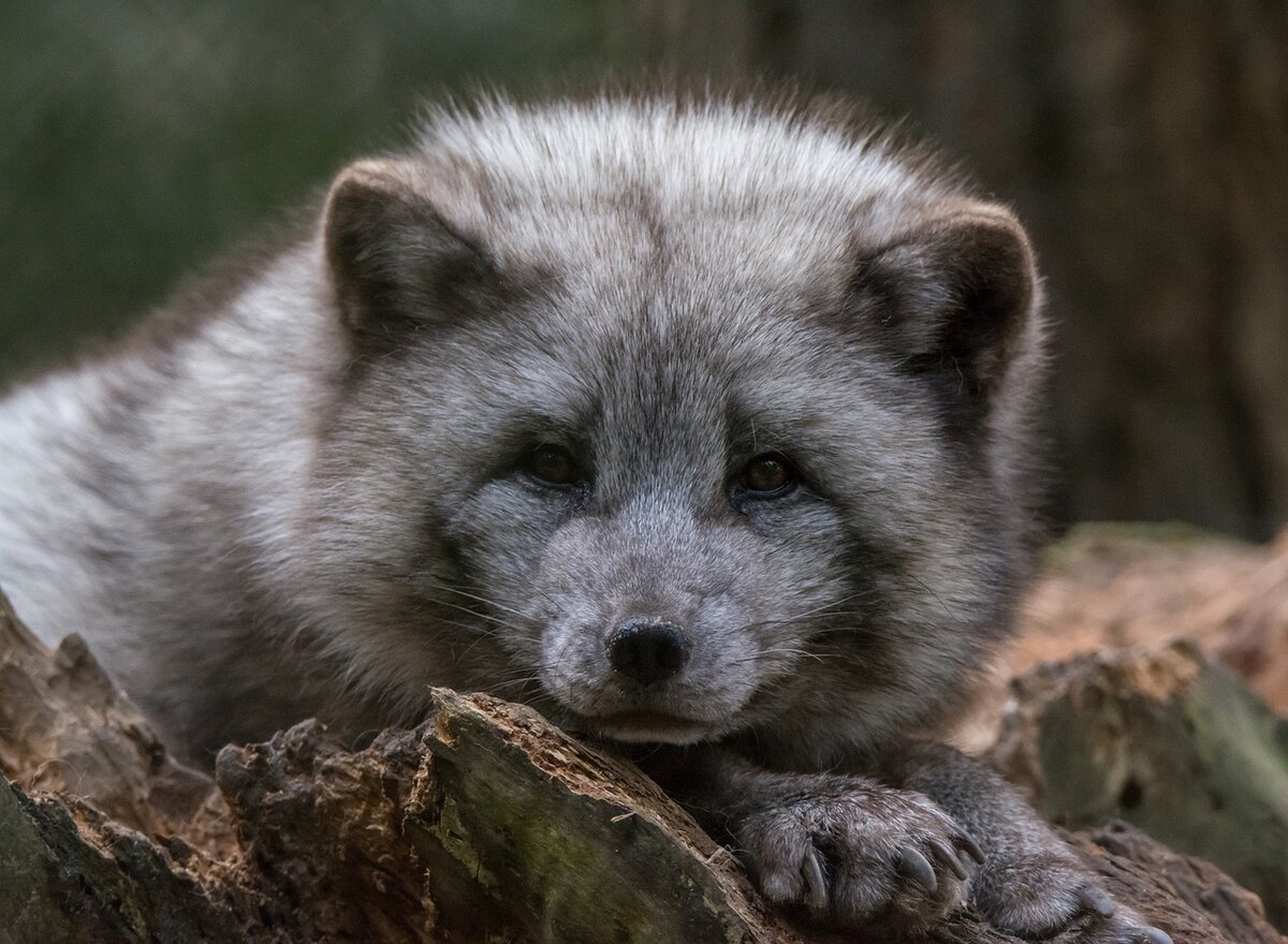 Дикие животные. Книжка с окошками РОСМЭН купить в интернет-магазине Wildberries