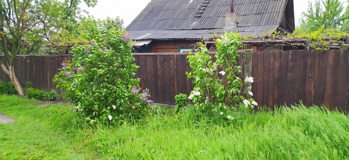 Личное фото автора. Сирень белая и сиреневая.