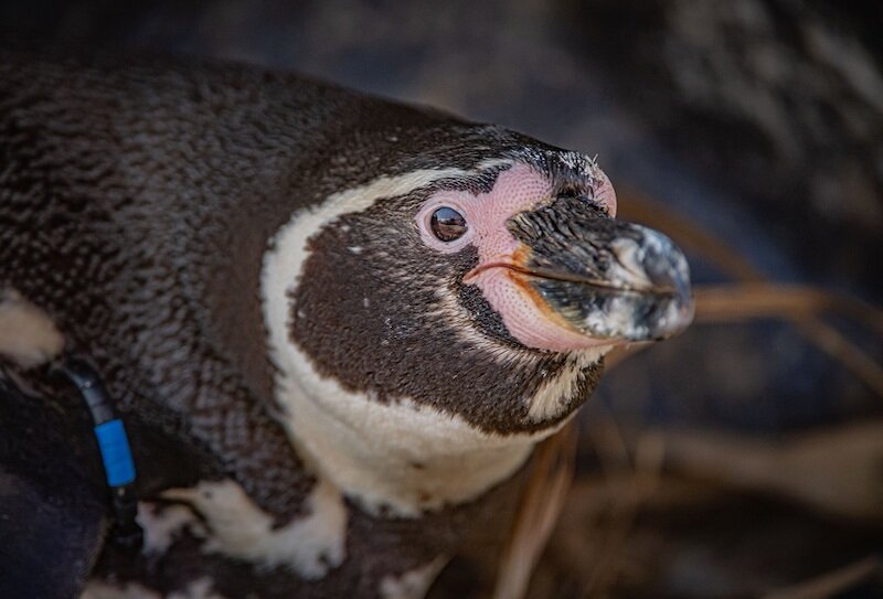 Малыш Мунк теперь снова может довольствоваться свежей рыбкой. Фото Chester Zoo