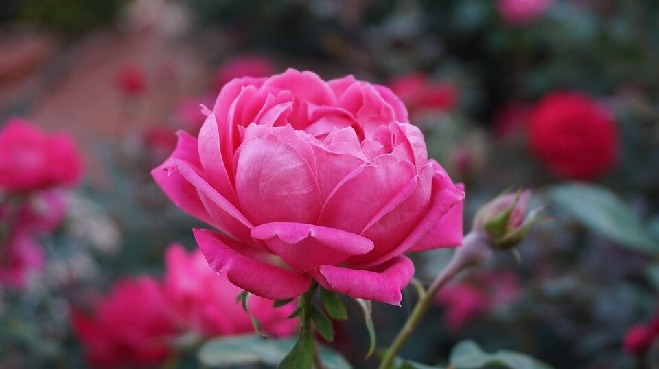 https://cdn.pixabay.com/photo/2015/11/12/08/20/rose-1039817_960_720.jpg naturepost