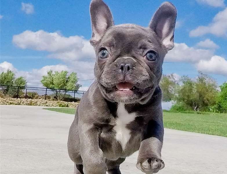 https://rock-cafe.net/suggest/french-bulldog-for-sale-6672656e6368.html