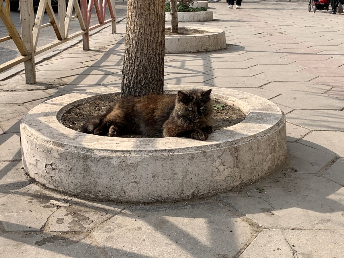 Блюститель порядка