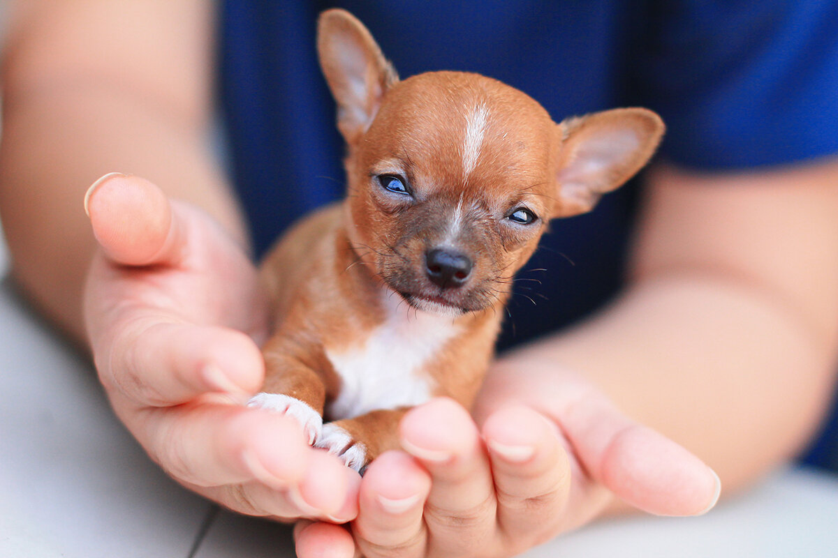 Порода самой маленькой собаки цена. Чихуахуа терьер. Чихуахуа рыжий гладкошерстный. Чих+той терьер щенок. Чихуахуа чихуахуа собака.