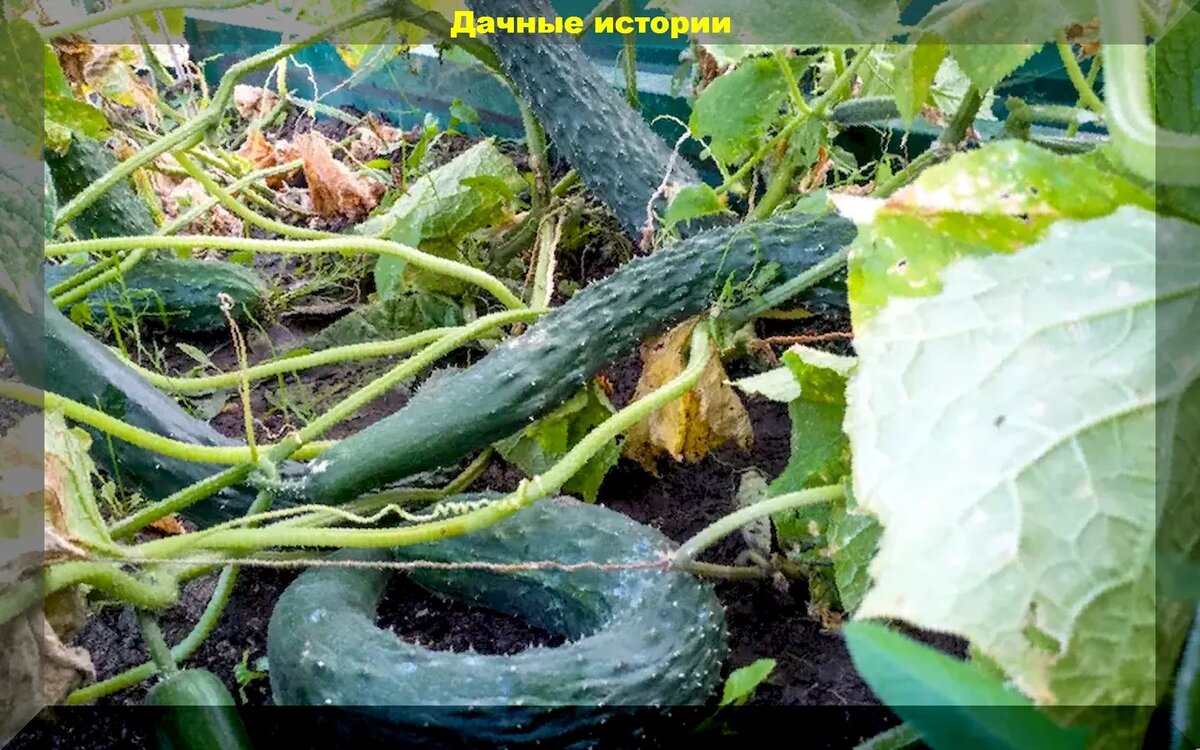 https://vk.com/photo-159774511_457247791