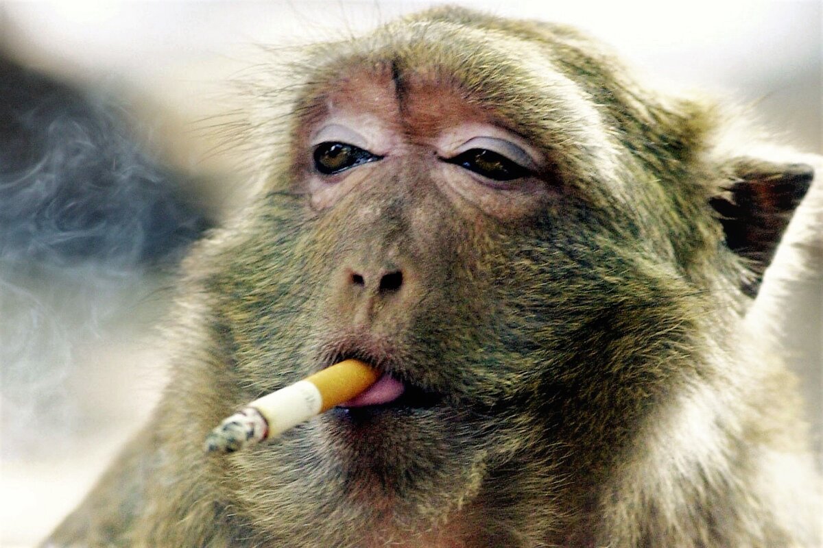 Цифровая иллюстрация обезьяны с открытым ртом и языком