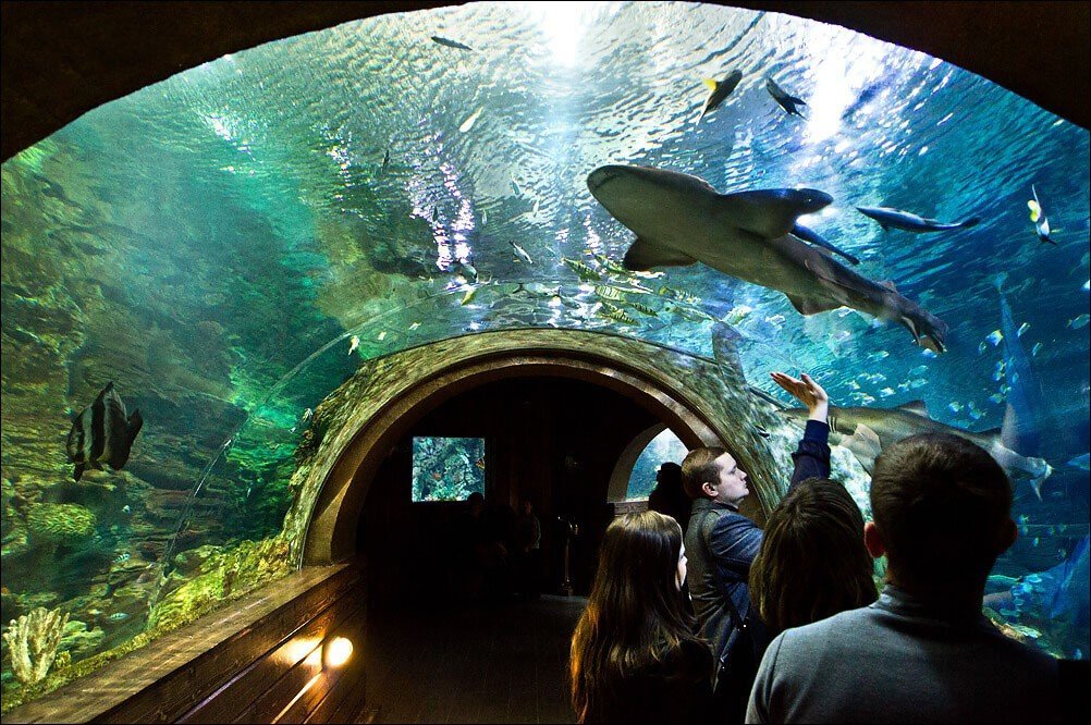 ВОРОНЕЖСКИЙ ОКЕАНАРИУМ