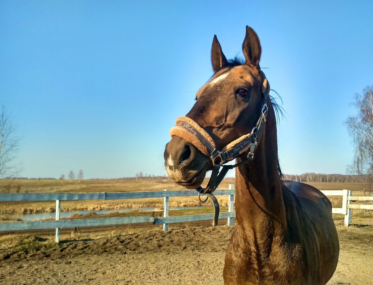 Фото - Ахалтекинец Тайсыз