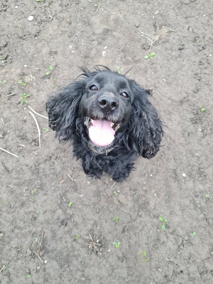 В зоозашитных группах нередки объявления "чья потеряшка?" Вот и этот красавчик видимо самовыгуливался