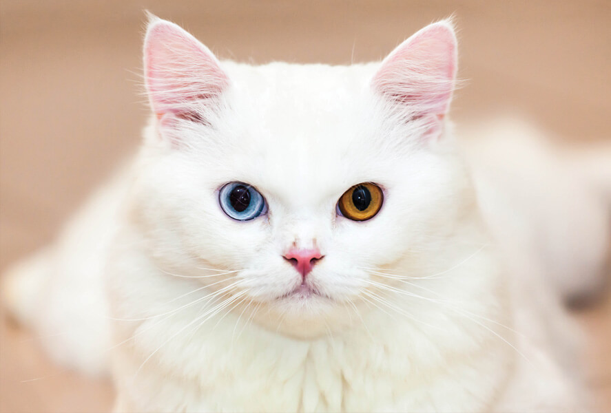 Топ 5 самых красивых кошек в мире. | Что-то о жизни | Дзен