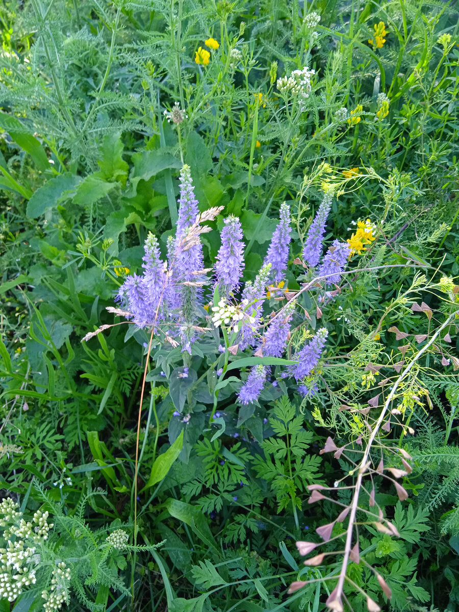 Хочу узнать названия всех растений в округе. Фото автора.