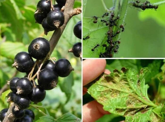 Тлю на чёрной смородине разносят муравьи.Фото из открытого источника Mebeldom72.ru