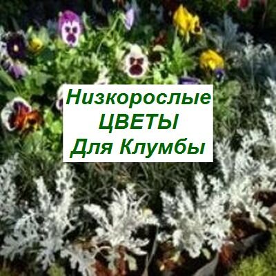 Многолетняя клумба: названия цветов для красивого постоянного цветения