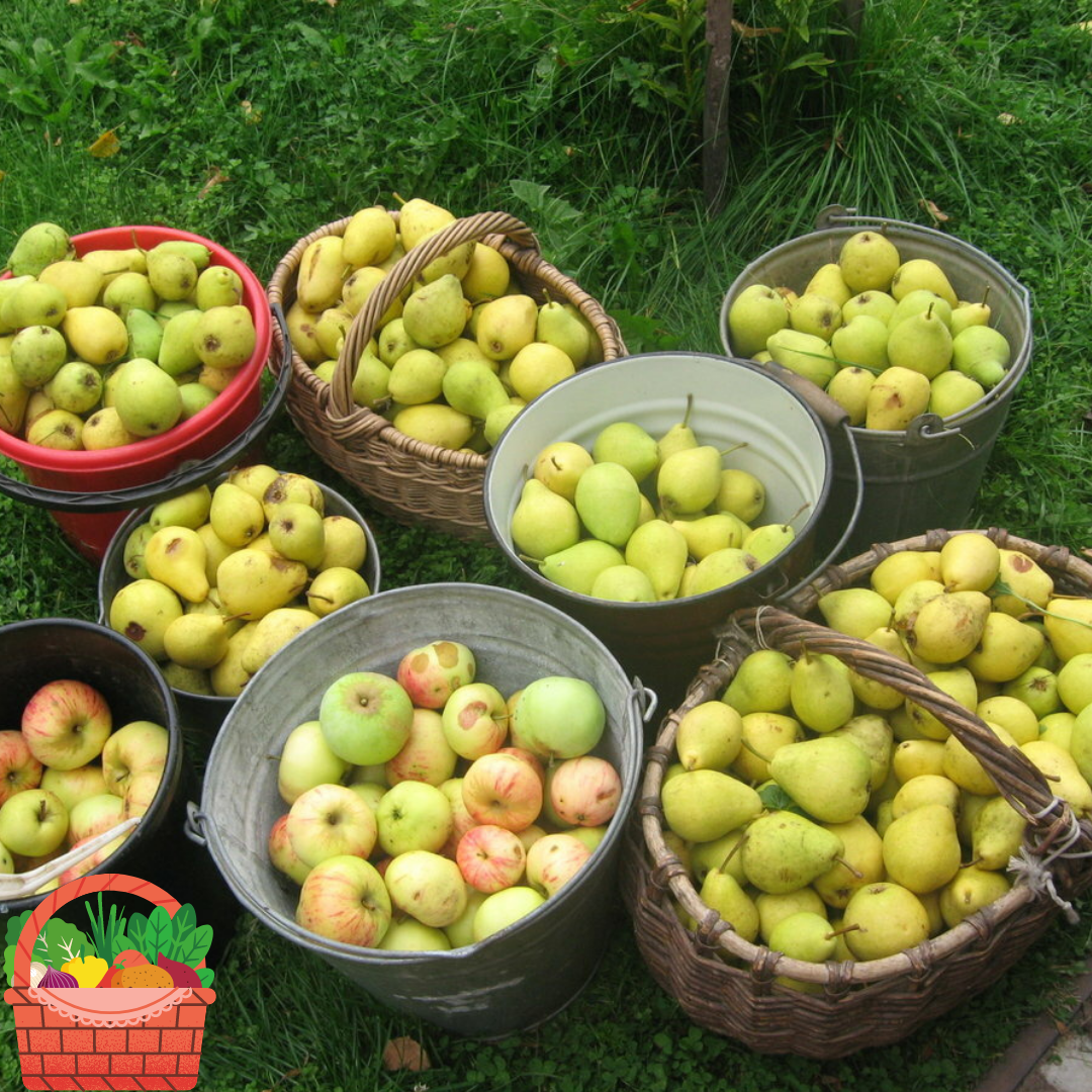 Плодовые домашние. Сорт яблони Гала. Яблоки в саду. Урожай яблок и груш. Сбор урожая груш.