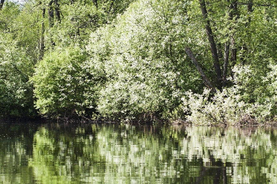 Фото черемуха у реки цветет