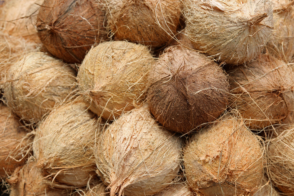 Плоды кокосового ореха.