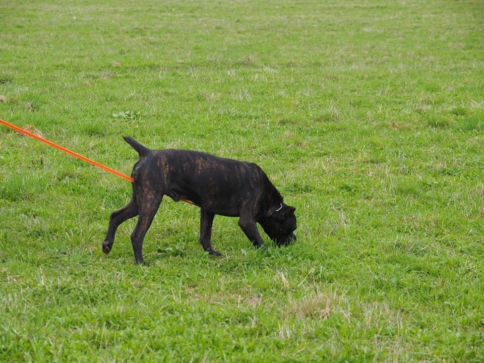Джой во время работы на следу