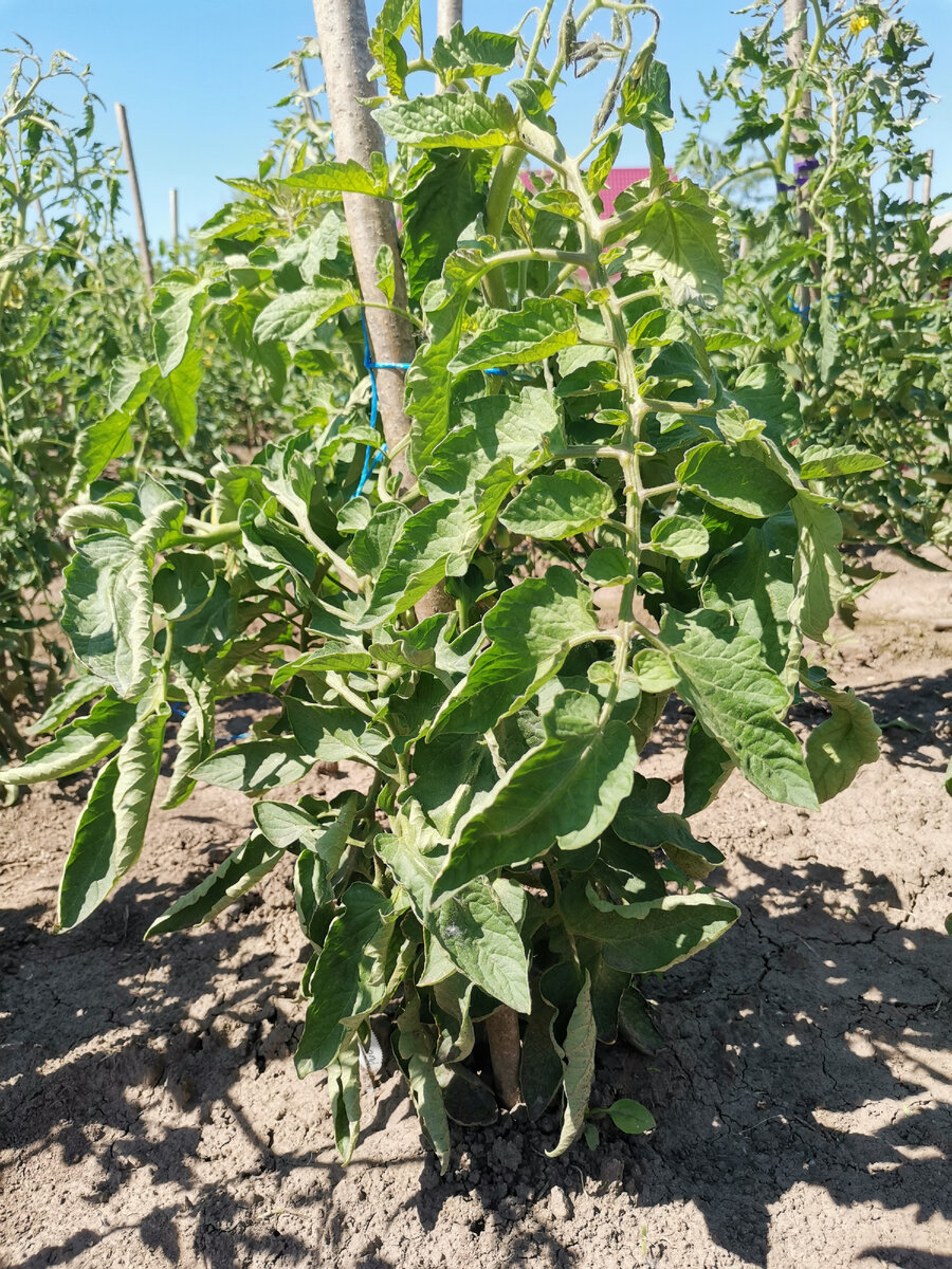 Этот томат жирует. 