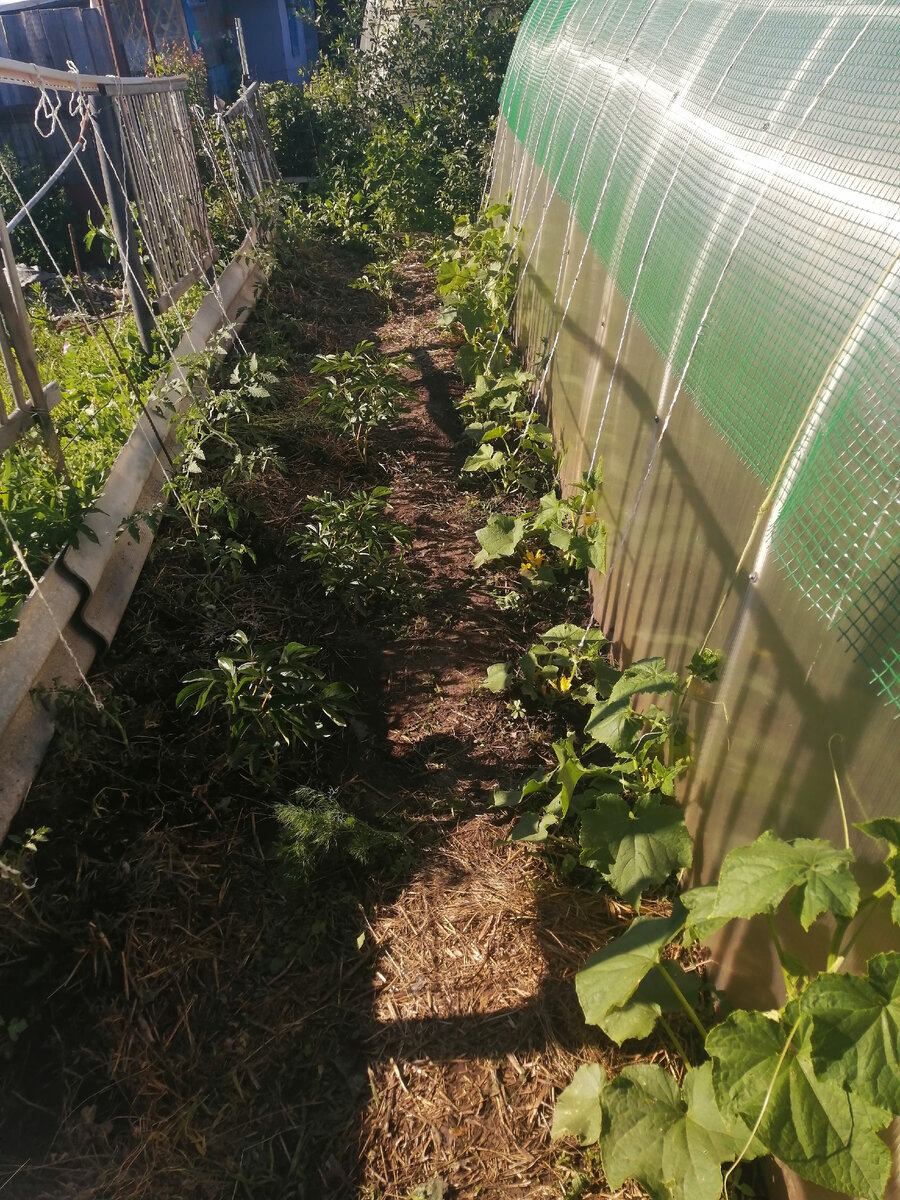 Уплотненная посадка. Слева томаты Де Барао, ряд пионов и огурцы 