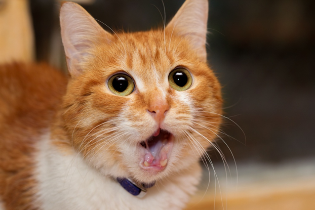 Как кошки выражают свои эмоции? | Бетховен - сеть зоомагазинов | Дзен