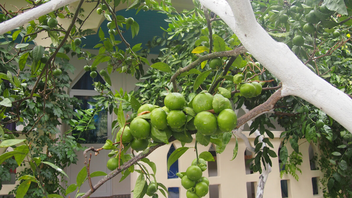 Фото автора Савва.Бунгало.Абхазия.