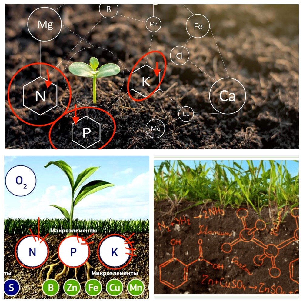 Органические или минеральные удобрения. Принципы применения, вред....  польза для растений и человека - простым языком. | Искусство садоводства |  Дзен