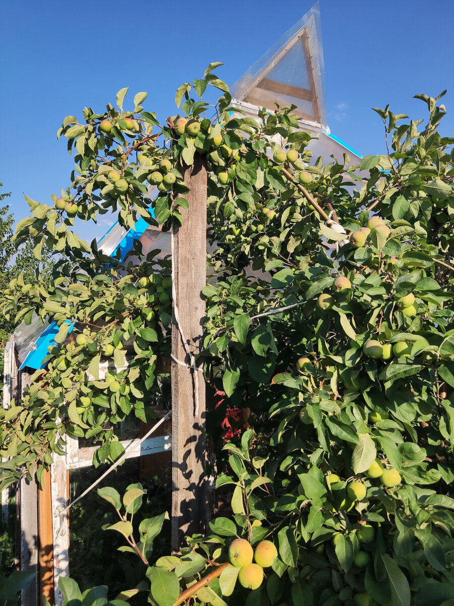 Через несколько дней.