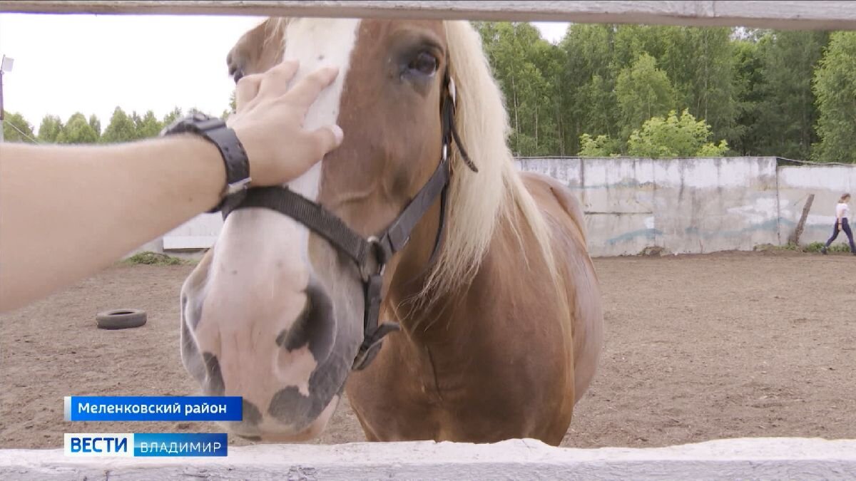 Коня звали верный на лужке. Животные Меленковского района. Как зовут коня Путина.