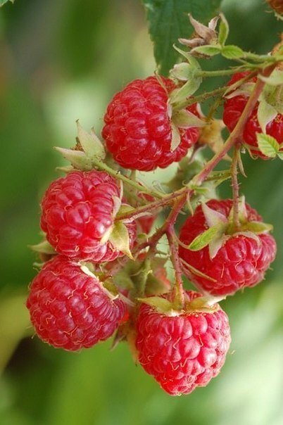 Фотография взята с яндекс картинки