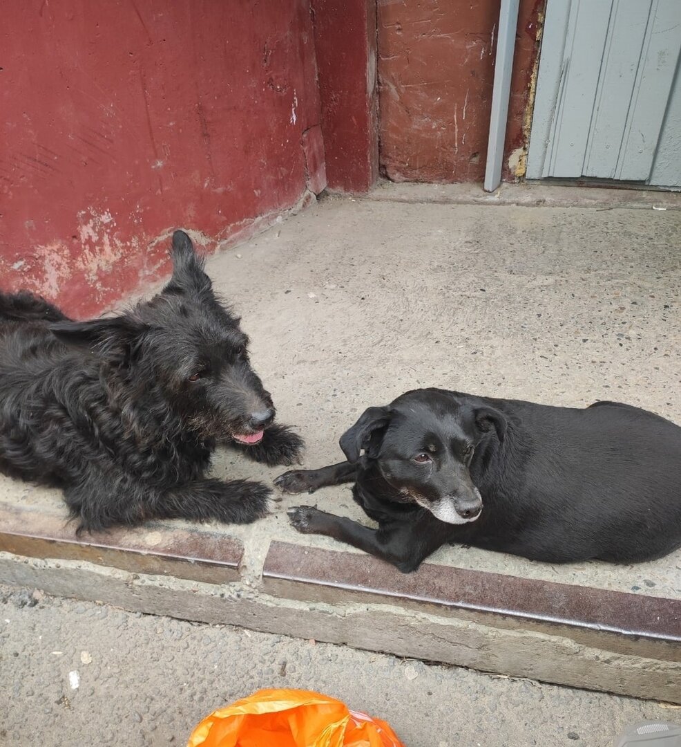 Чапа и Будулай